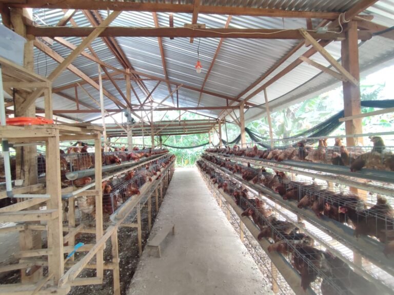 Ketahanan Pangan Desa Paraikatte melalui Peternakan Ayam Petelur BUMDes Minasa Baji